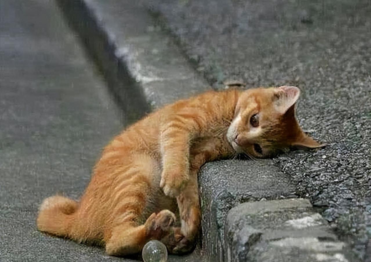 猫咪养久了，劝你别丢，这些后果你承受不了