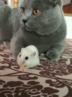 哪种猫比较温顺又好养,哪种猫最温柔最听话又好养