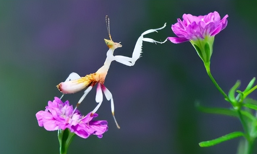 成虫时期的兰花螳螂长什么样子,兰花螳螂是否是自然界原有的物种