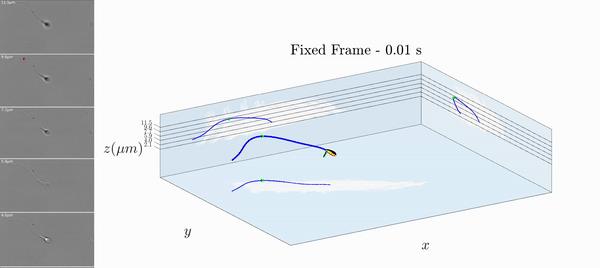 精子的生命力有多强大,精子的8大秘密