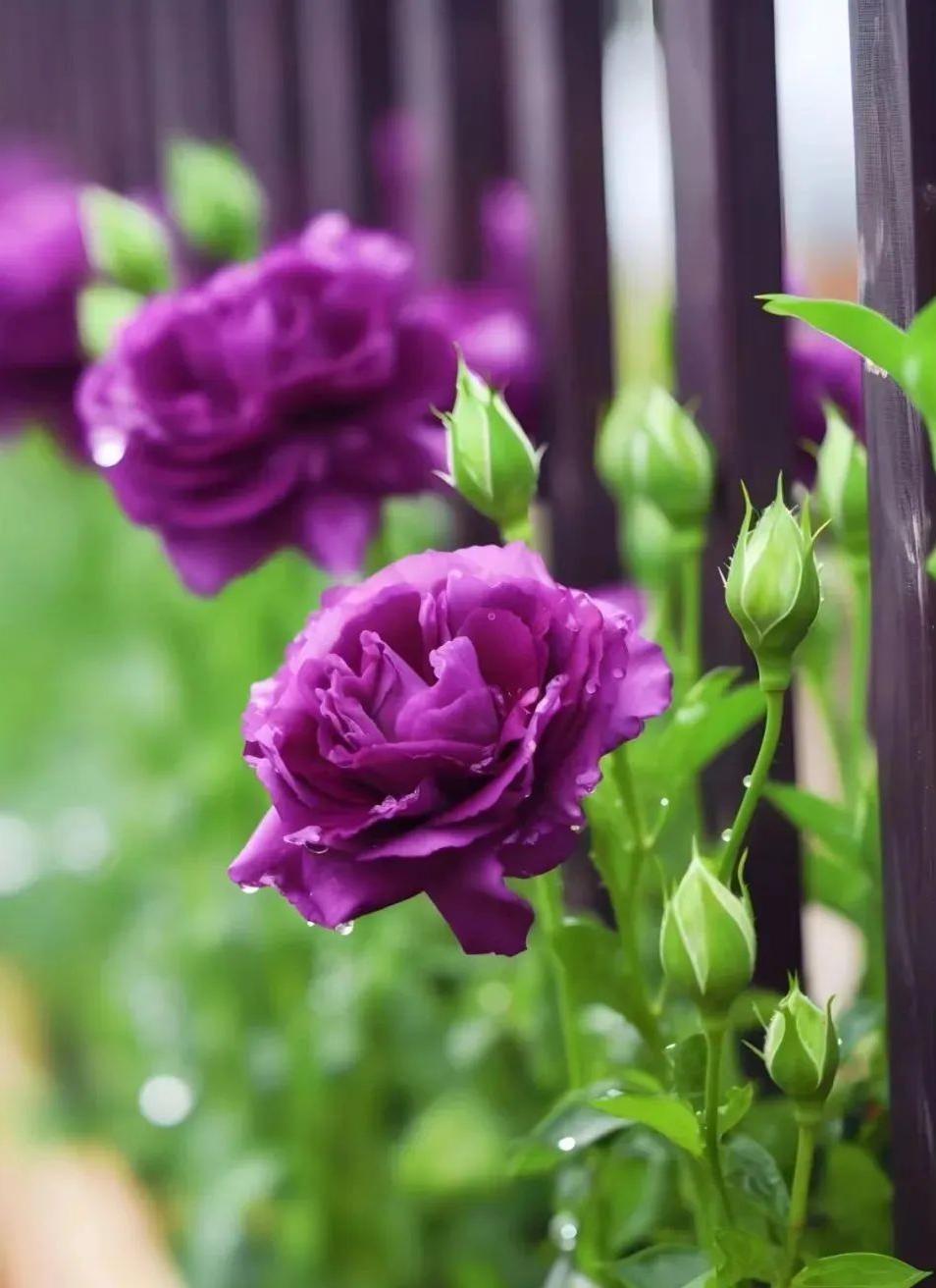 每日赏花一朵花,每天赏花