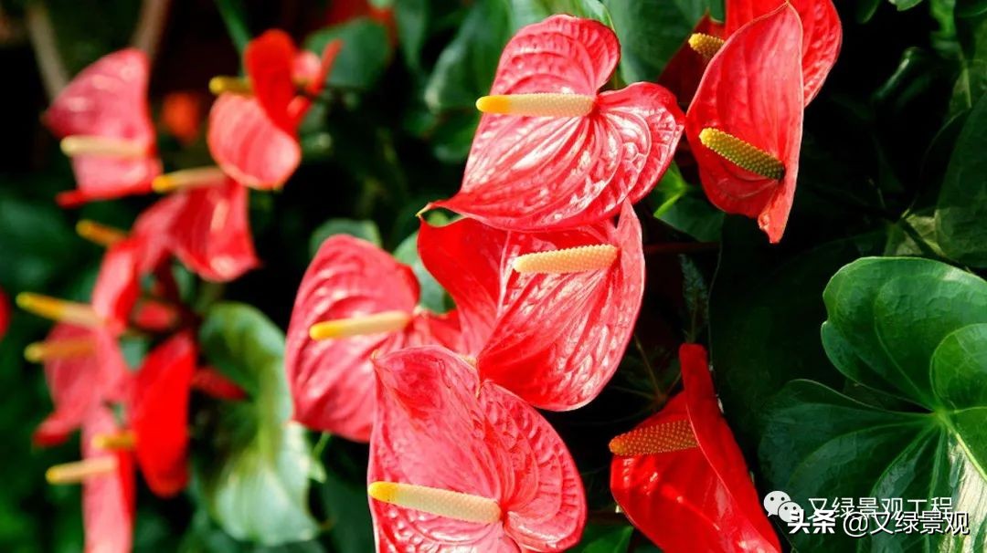 室内植物墙哪些类型植物合适,适合做绿植墙的常绿植物