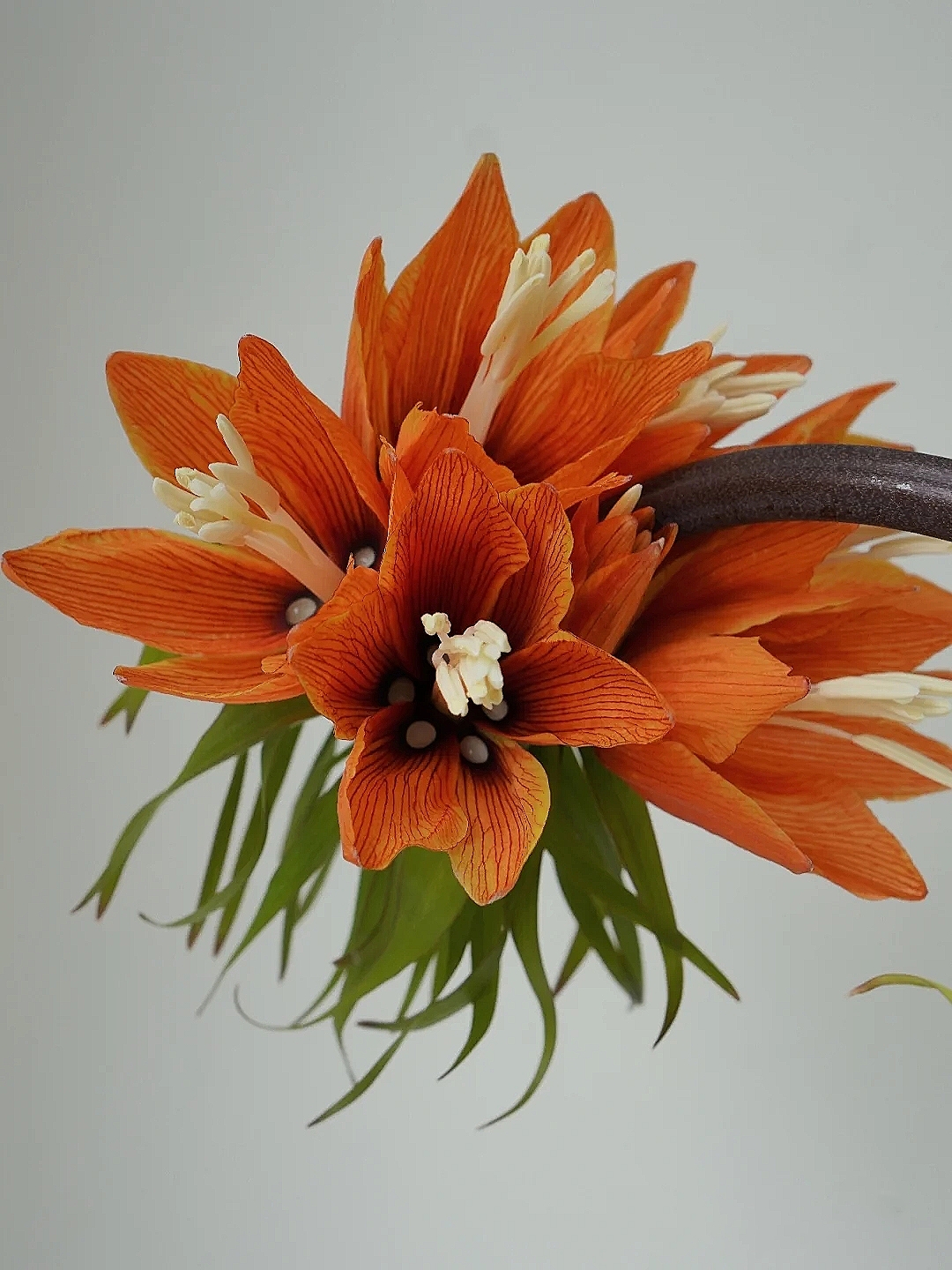 花艺教程花材打理知识,花艺教程常用花材及叶材有哪些