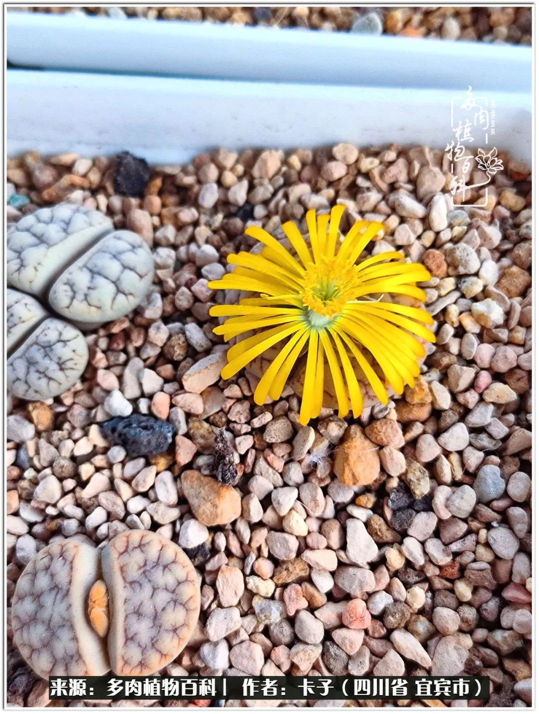 送我一轮明月文案,送我一轮明月