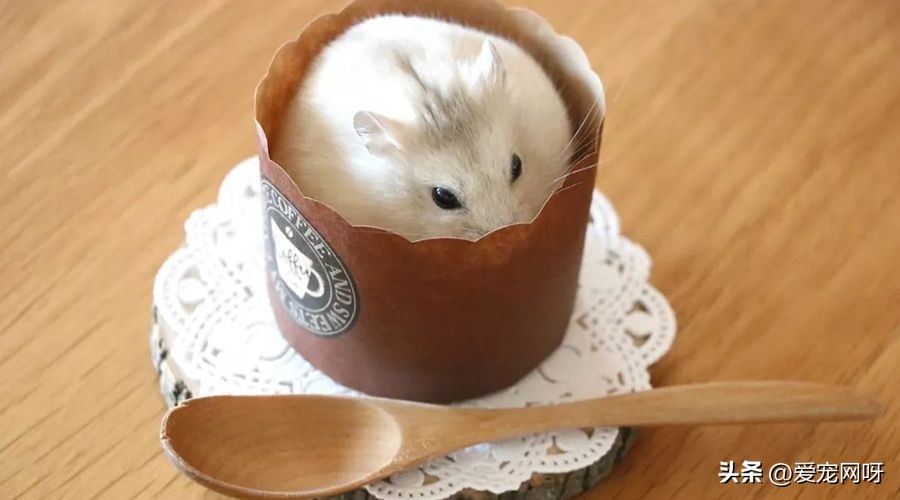 仓鼠布丁是什么品种,仓鼠品种大全及图片真实