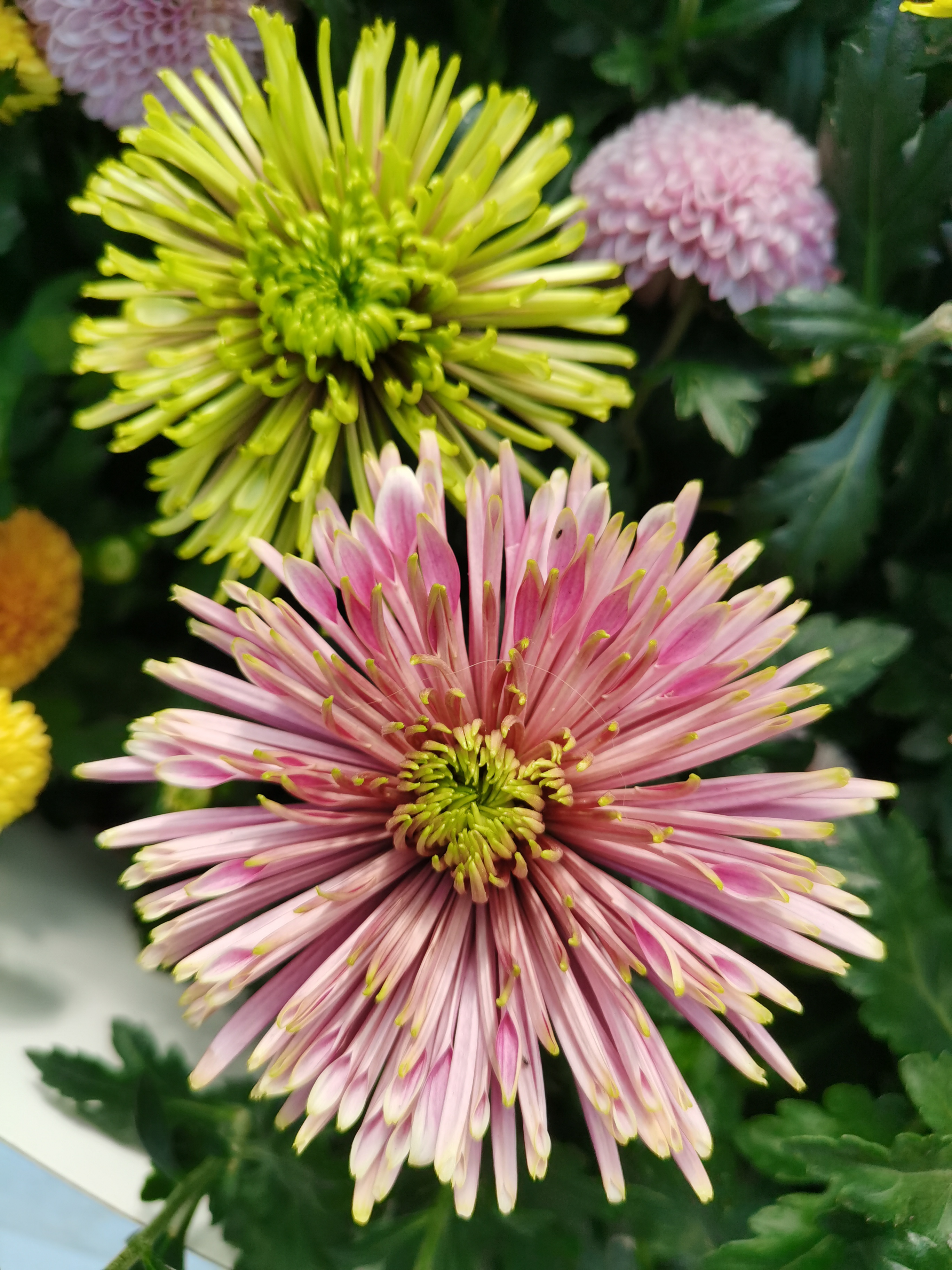 微信里收到图片是模糊的怎么回事,为什么微信收到的图片很模糊