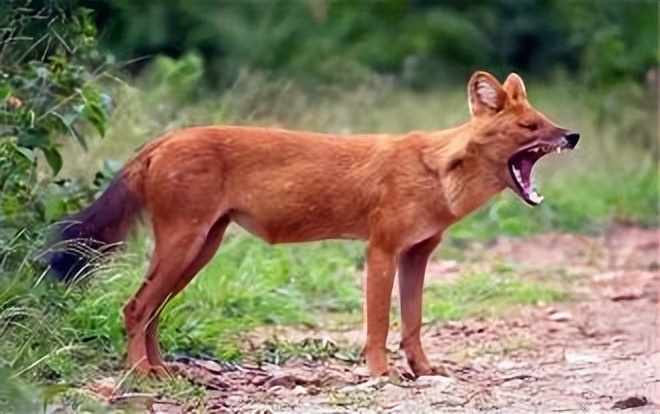 祁连山发现猛兽,祁连山发现的雪豹