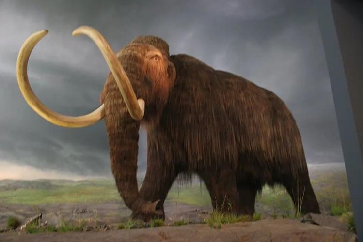 猛犸象基因组打破最古老dna的纪录,猛犸象与非洲象的基因对比