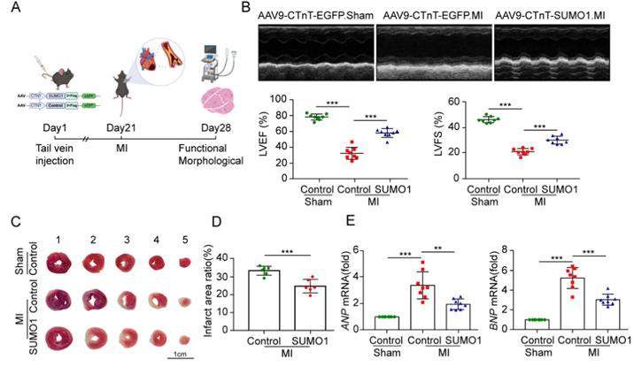 journalofpharmaceuticalanalysis投稿,心血管疾病研究进展期刊