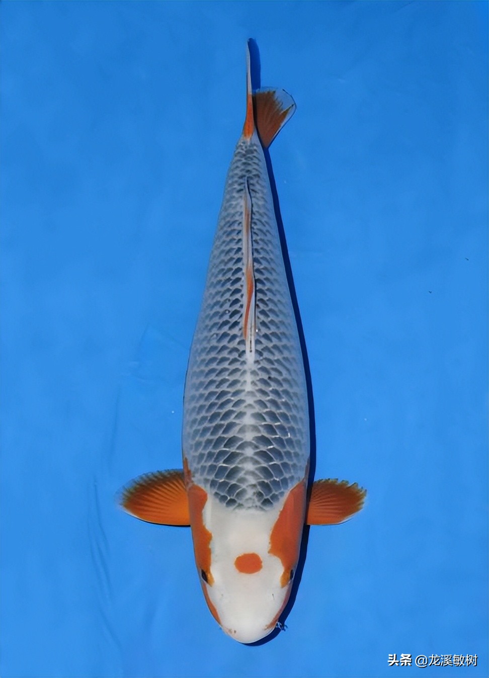 锦鲤分多少种什么样的锦鲤最好养,锦鲤要怎么选才能选到好的锦鲤