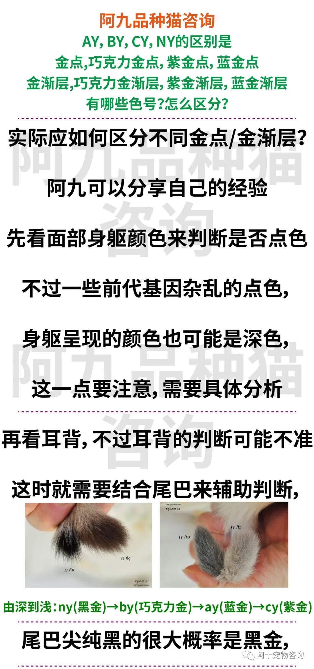 英国短毛猫蓝金渐层特征,英国短毛猫金渐层十一色