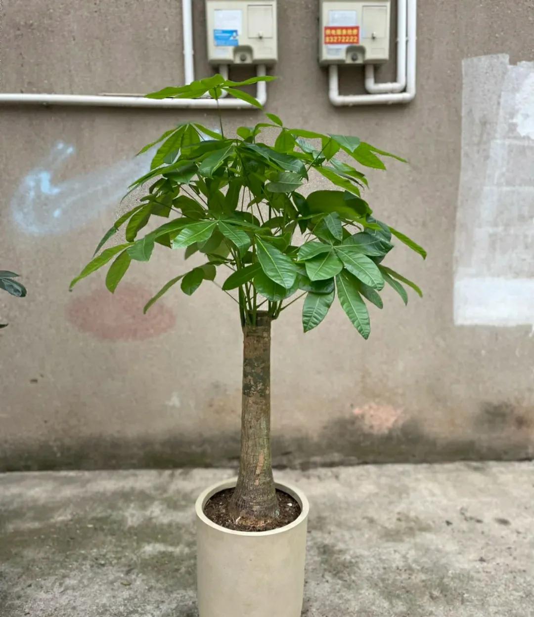 7叶发财树怎么养才能旺盛,发财树七八月份怎样施肥