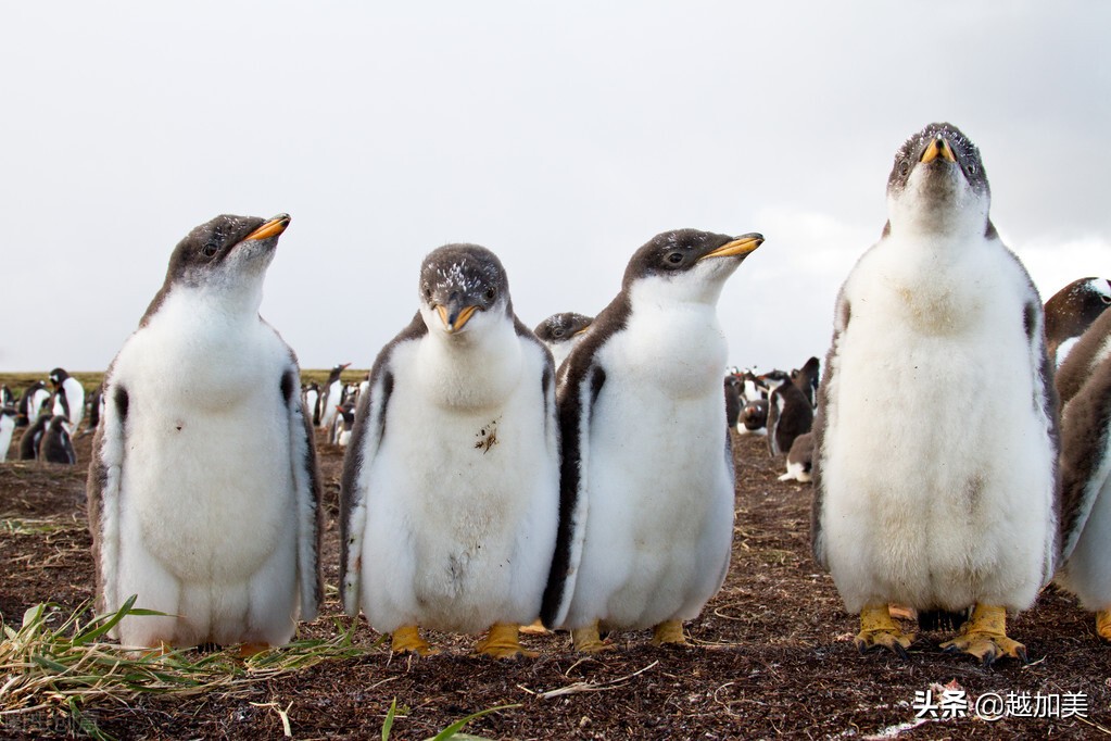 中国男足进入世界杯了吗,中国男足进入世界杯小组赛有几次