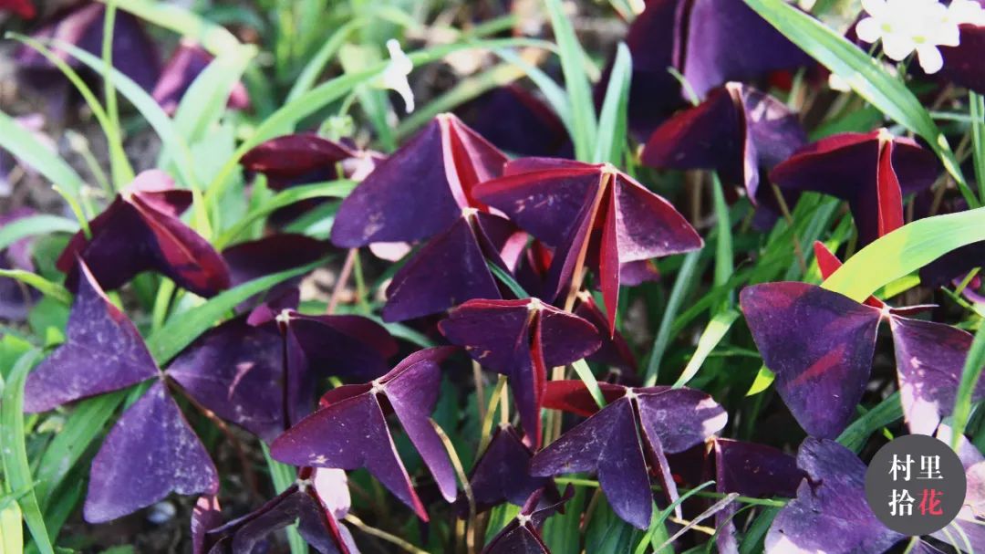 红花酢浆草简介,红花酢浆草喜欢酸性还是碱性土壤