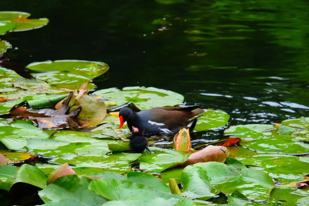 西双版纳风景优美的康养公寓,西双版纳民宿万达片区