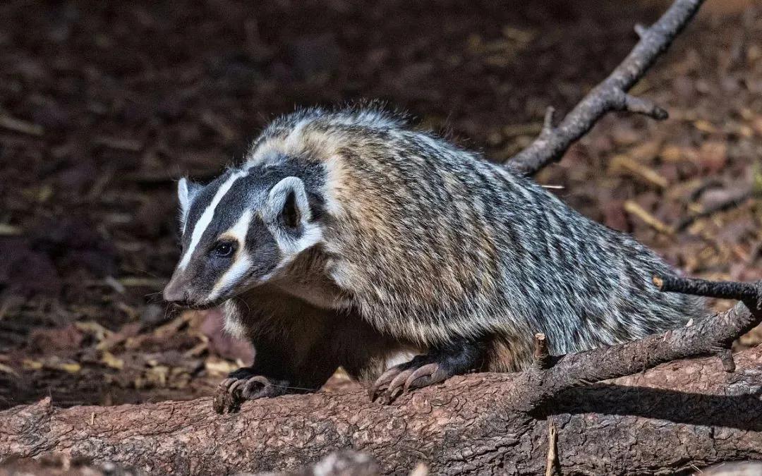 被称为世界动物平头哥的是獾吗,獾子和平头哥是同一种动物吗