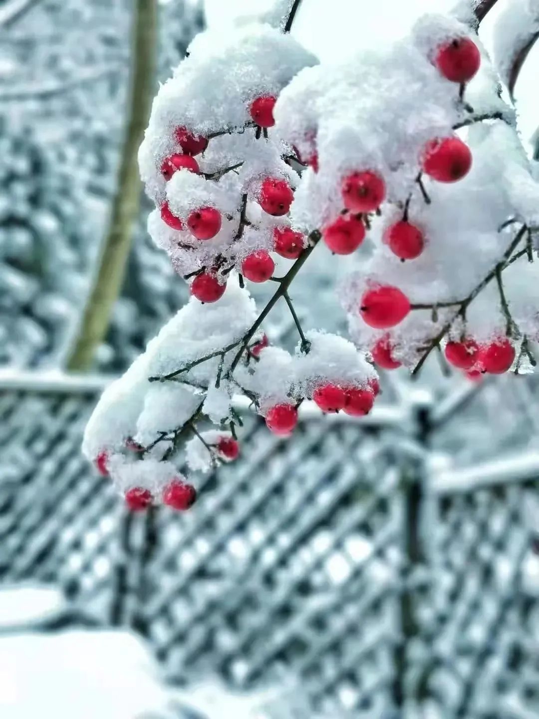 24节气大雪高清动图大图,大雪节气后就会下雪了吗