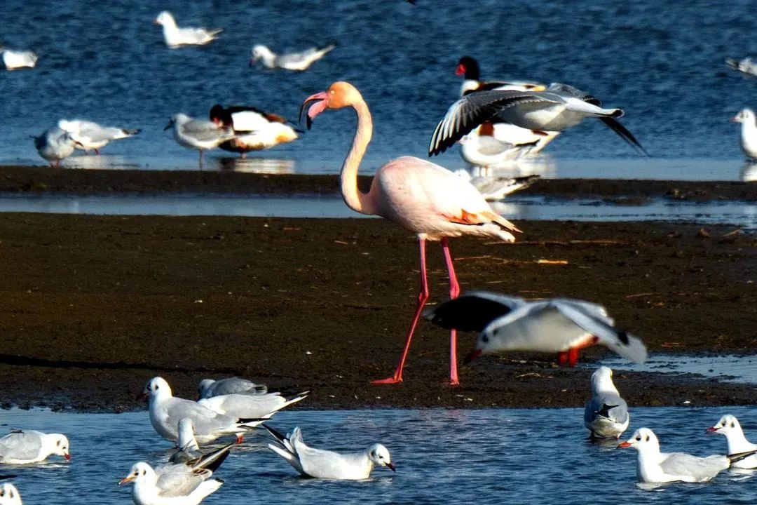 秦皇岛鸽子窝最佳观鸟地点,秦皇岛观鸟时间