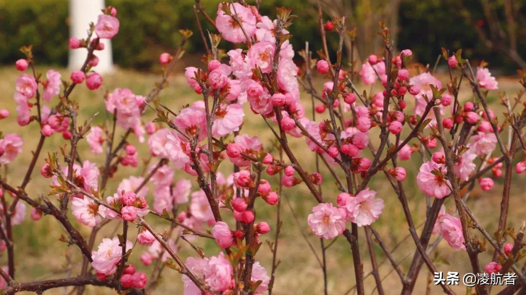 共赴春之约携手新征程,共赴春天之约携手砥砺前行