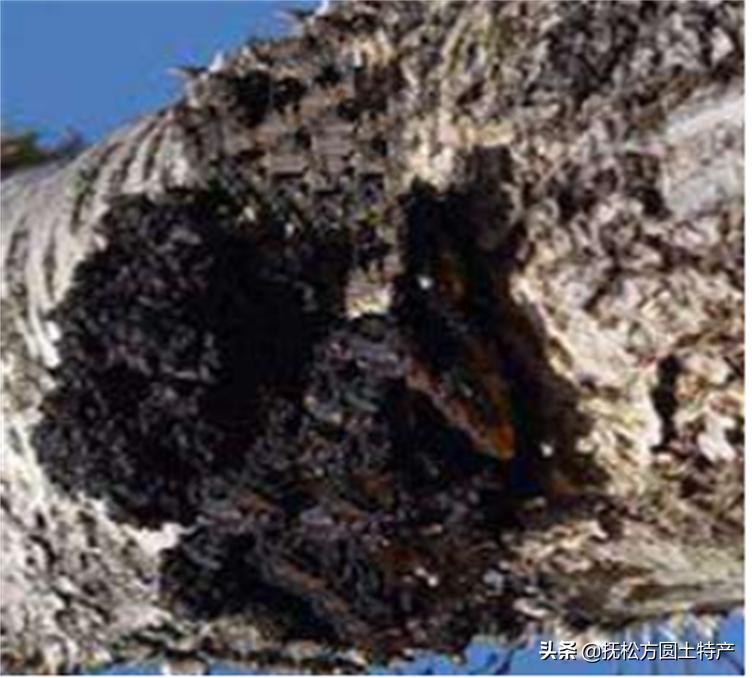 桦树茸危害,桦树茸泡茶