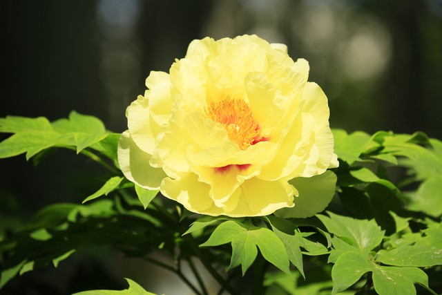 最美的国花牡丹,美丽壮观的国花牡丹