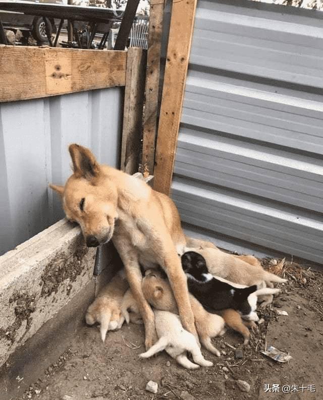 侵华日军*行暴**照片，女子为活命，脱衣服让日本人拍摄，*辱侮**致死