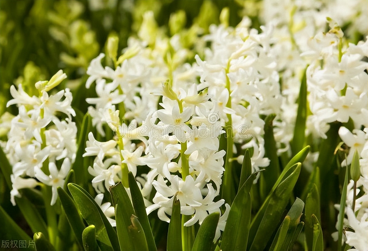 室外冻不死的十种花草,零下30度冻不死的露台植物