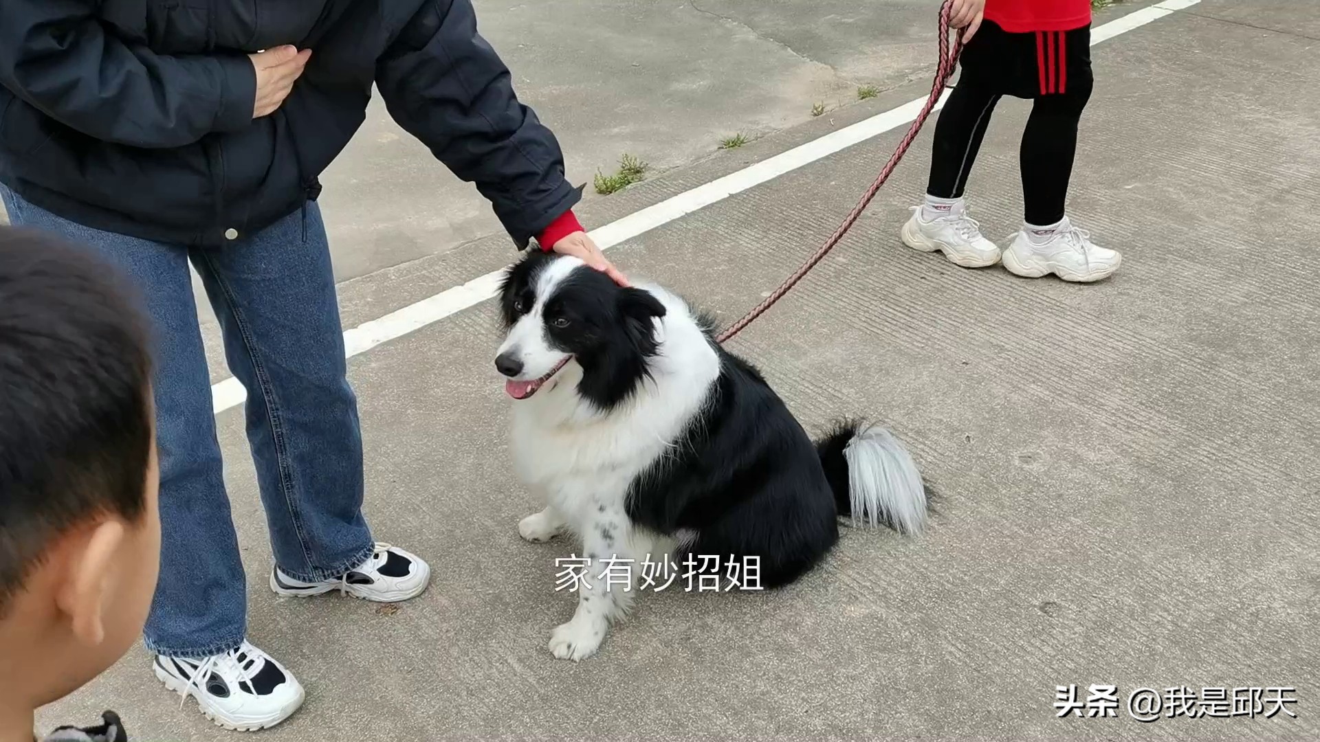 被狗追咬自救的方法,骑电动车被狗追自救的方法是什么