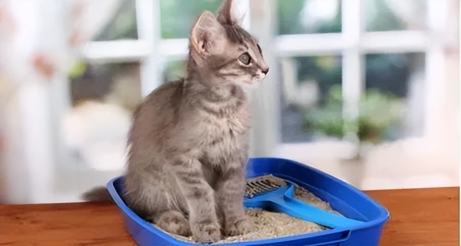 猫咪足部护理的方法,猫咪足部皮肤病