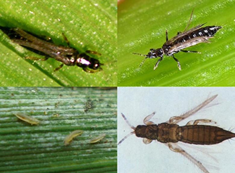 不想用农药治蚜虫见效快,不想种的花草怎么处理