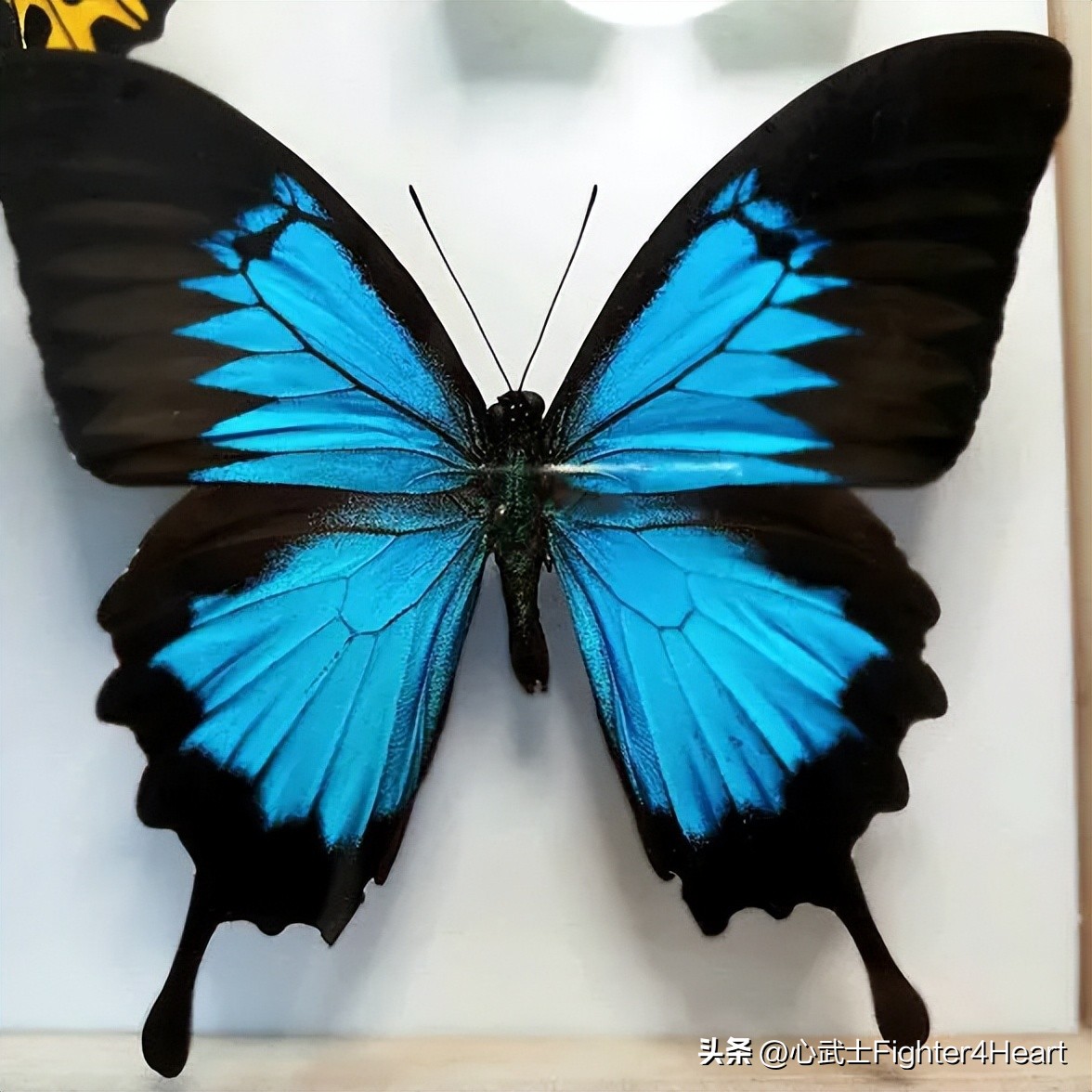 战争奇闻怪事全集,战争奇闻轶事真相