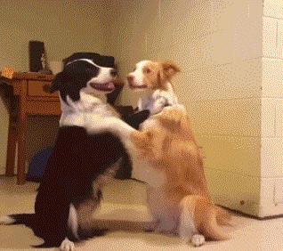 边境牧羊犬你真的了解吗,盘点边境牧羊犬的聪明行为