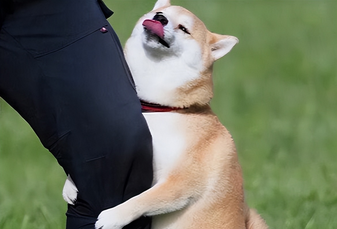 狗狗翘二郎腿什么意思,狗狗对你歪头是什么意思