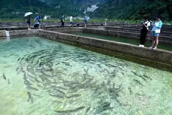 男子20万买一条半死不活的鱼,小伙花800元买一条蓝色大鱼