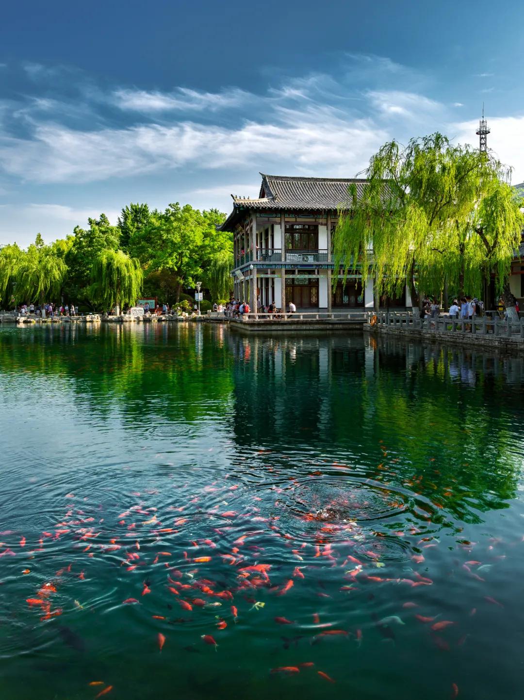 济南的春天来了吗,济南春天来了