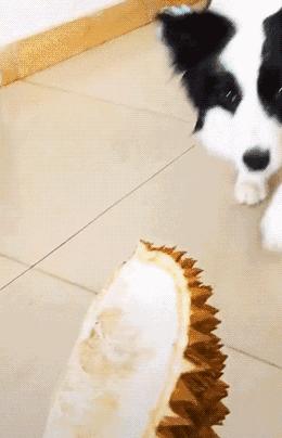 狗狗有口臭的解决方法,狗狗有口臭怎么办最有效的方法