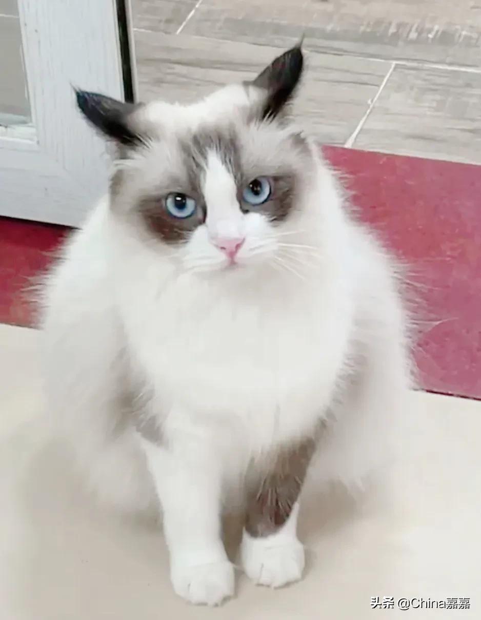 想让母猫怀孕该怎么办,想让母猫怀孕怎么办