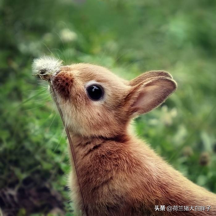 饲养宠物兔要注意哪些问题,饲养宠物兔的条件