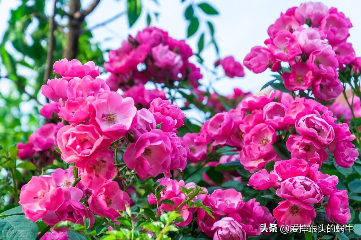 生如夏花灿烂的时候,生如夏花绚烂绽放歌曲视频