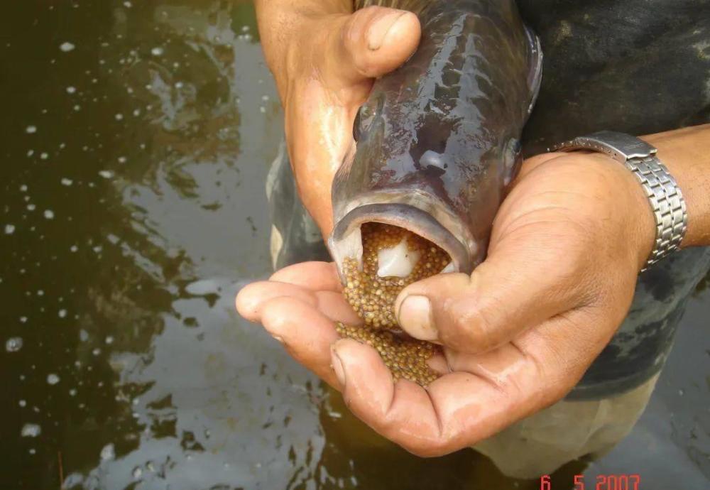 臭水沟中的罗非鱼为啥不能吃,臭水沟里的罗非鱼可以养可以吃吗