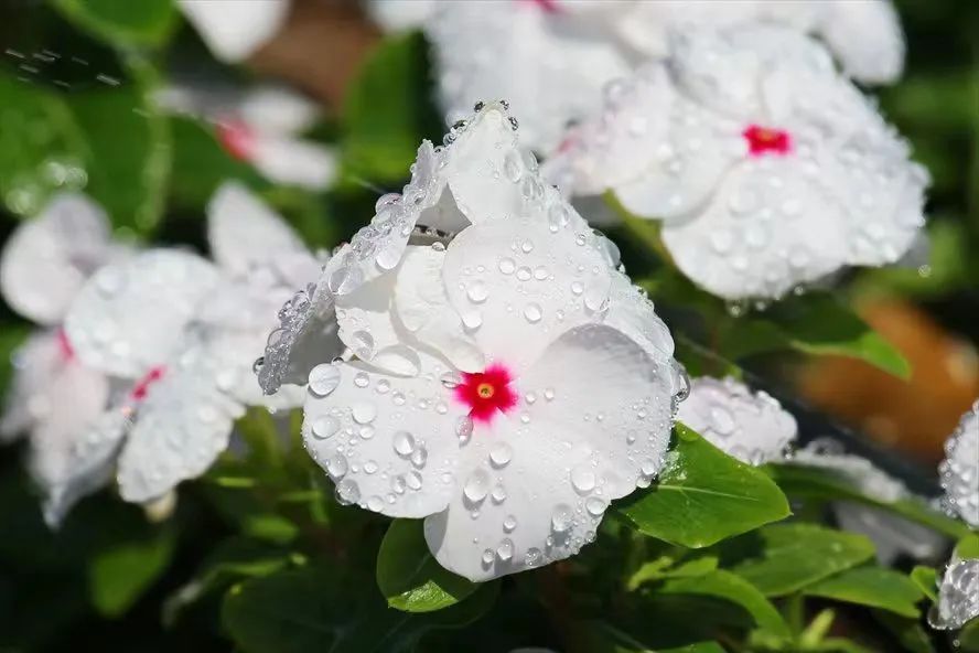 适合夏天养的7种花越晒开花越旺,阳台高温如何养墨兰