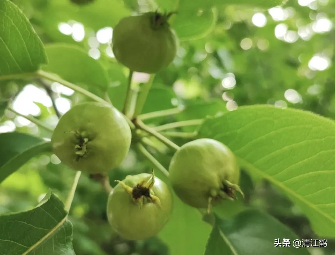 治疗黑星病的特效药物有哪些,黑星病的克星是啥药