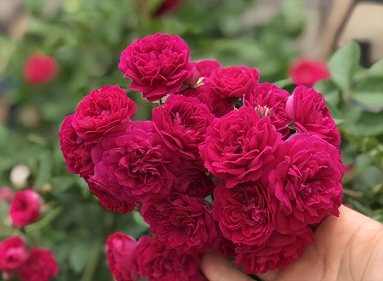 甜蜜红木香与四季红木香哪个好养,红木香什么品种最好养殖