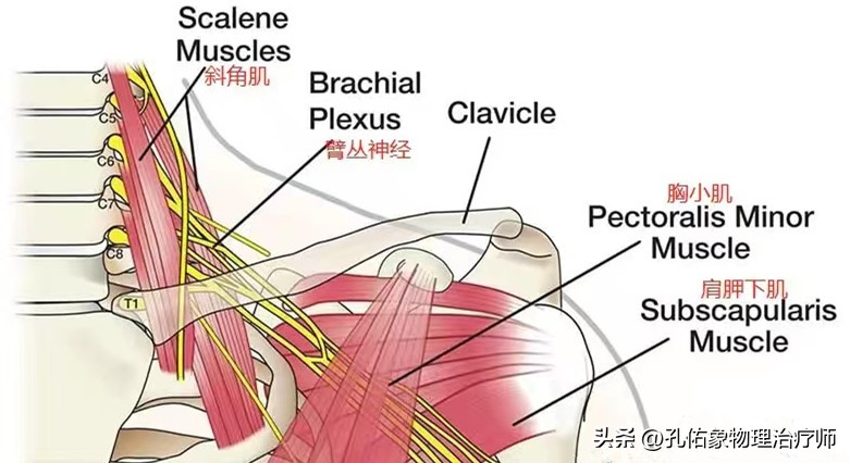 颈椎引起手麻胳膊腿无力,颈椎压迫神经胳膊无力手麻怎么治