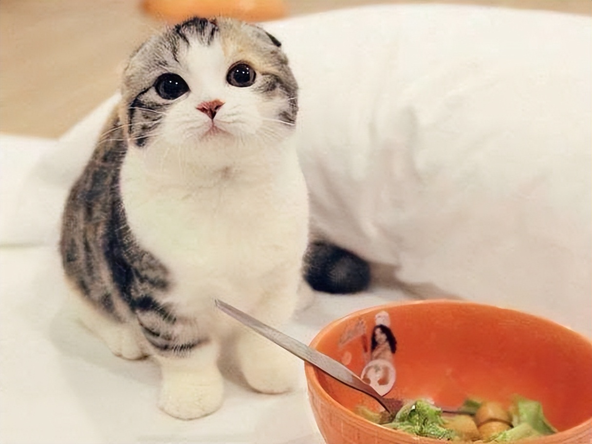 猫咪喜欢玩什么玩具图片,猫咪喜欢的玩具有哪些