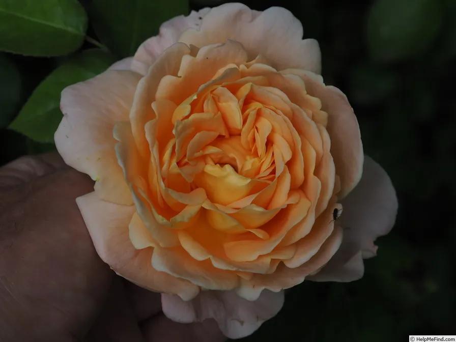 从“运茶快船（TeaClipper）”到英国人对中国茶叶的狂热