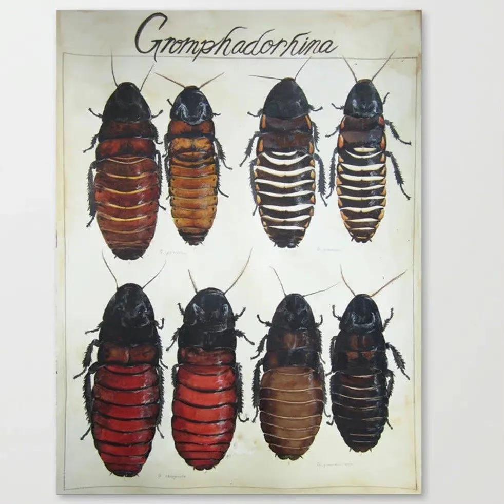 最聪明宠物蟑螂,会飞宠物蟑螂品种