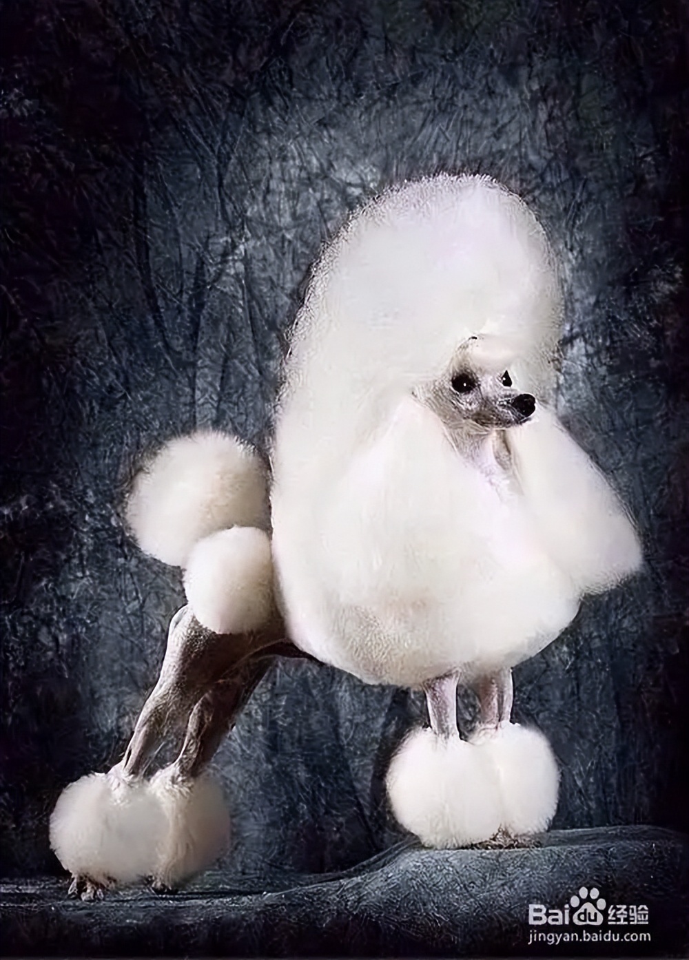 各个国家代表狗品种,各个国家的犬类动物代表