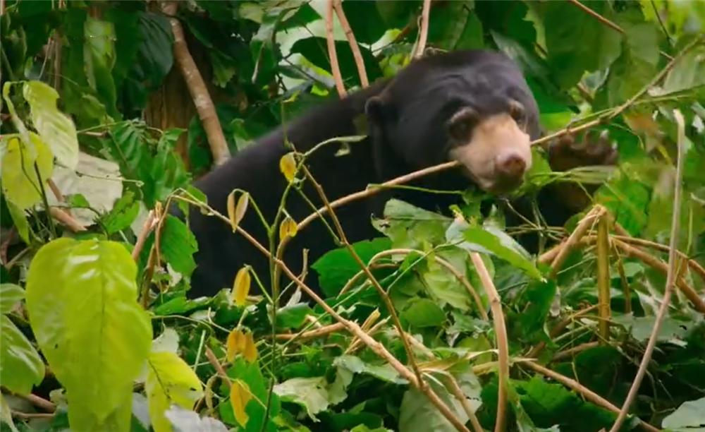 熊出没挖蜂蜜,熊出没之熊二掏蜂蜜