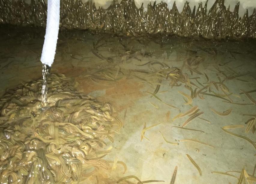 原始森林里面的蚂蟥有天敌吗,蚂蟥有什么天敌